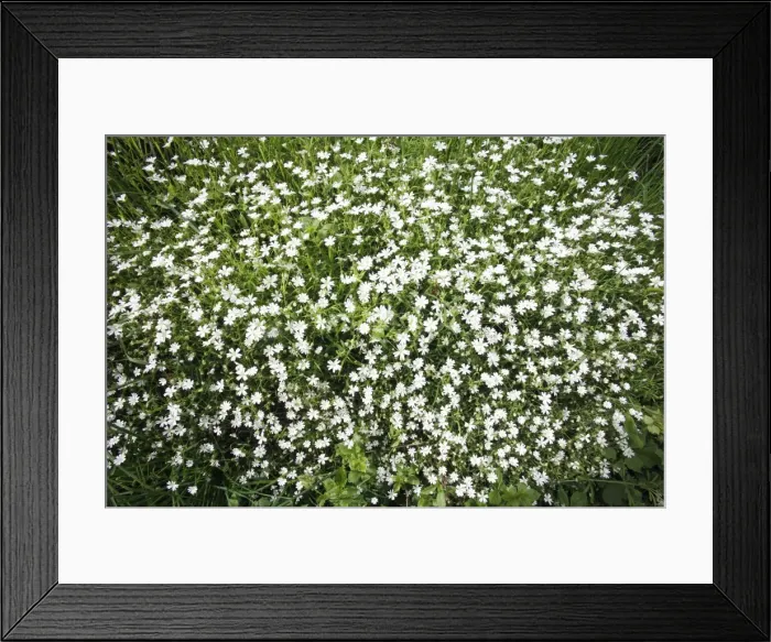 Framed Print : Greater Stitchwort - flowering on ditch enbankment, Lower Saxony, Germany Framed Print : Greater Stitchwort - flowering on ditch enbankment, Lower Saxony, Germany