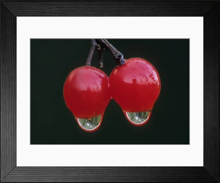 Framed Print : Guelder Rose - ripened fruits in autumn with water drops, Lower Saxony, Germany Framed Print : Guelder Rose - ripened fruits in autumn with water drops, Lower Saxony, Germany