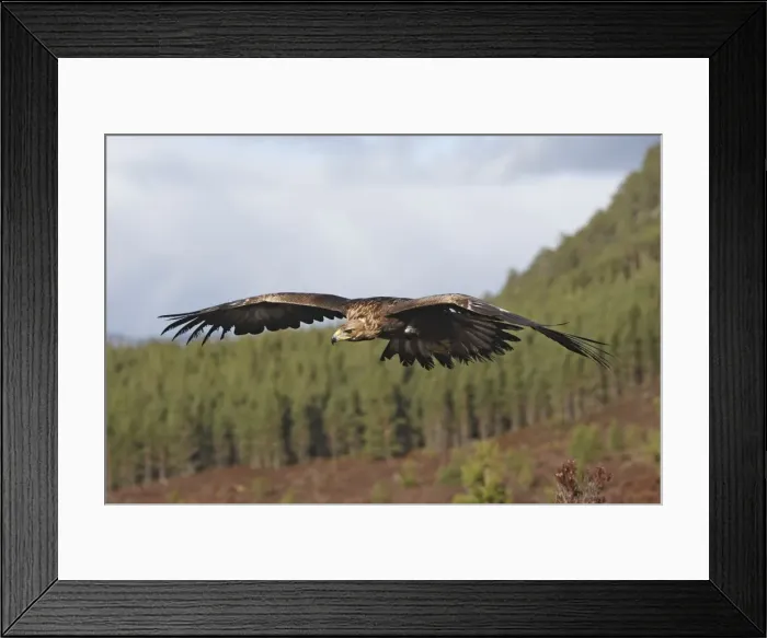 Framed Print : Golden Eagle - in flight. Scottish Moor - Aviemore - Scotland Framed Print : Golden Eagle - in flight. Scottish Moor - Aviemore - Scotland