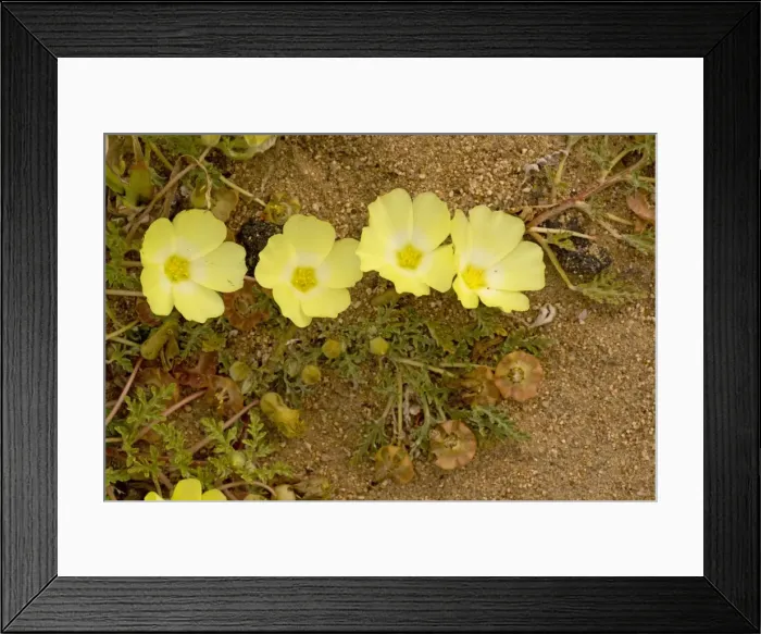 Framed Print : Desert Primrose - Namaqualand - South Africa Framed Print : Desert Primrose - Namaqualand - South Africa