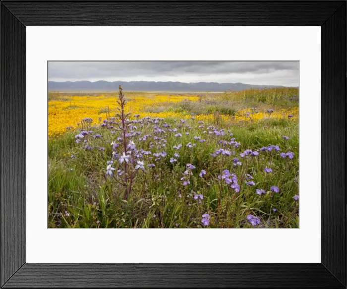 Framed Print : Valley Larkspur with Fremont's Phacelia and other flowers, Carrizo Plain, California Framed Print : Valley Larkspur with Fremont's Phacelia and other flowers, Carrizo Plain, California