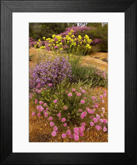 Framed Print : Rough Honey-myrtle (pink) - Crinkle-leaved Firebush Keraudrenia hermannifolia (purple), and yellow Glischrocaryon flavescens; sandy Kwongan heath, Kalbarri National Park, Western Australia Framed Print : Rough Honey-myrtle (pink) - Crinkle-leaved Firebush Keraudrenia hermannifolia (purple), and yellow Glischrocaryon flavescens; sandy Kwongan heath, Kalbarri National Park, Western Australia