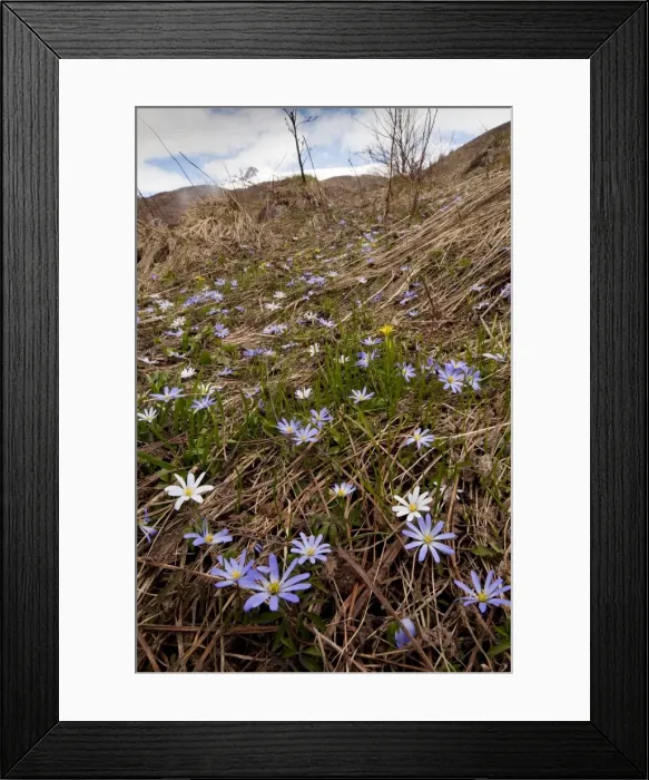 Framed Print : Masses of Caucasian Anemone - in the Great Caucasus, Georgia Framed Print : Masses of Caucasian Anemone - in the Great Caucasus, Georgia