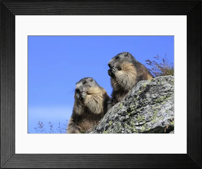 Framed Print : Alpine Marmot - two eating - Europe Framed Print : Alpine Marmot - two eating - Europe