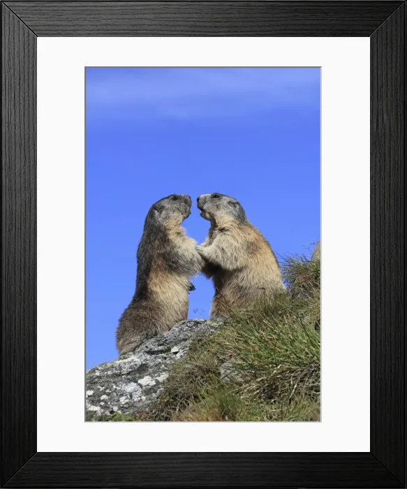 Framed Print : Alpine Marmot - two together - Europe Framed Print : Alpine Marmot - two together - Europe
