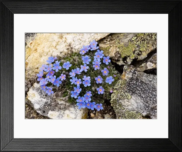 Framed Print : King-of-the-Alps - beautiful dwarf alpine high-altitude cushion plant, at 2900 m, Upper Engadin, Switzerland Framed Print : King-of-the-Alps - beautiful dwarf alpine high-altitude cushion plant, at 2900 m, Upper Engadin, Switzerland