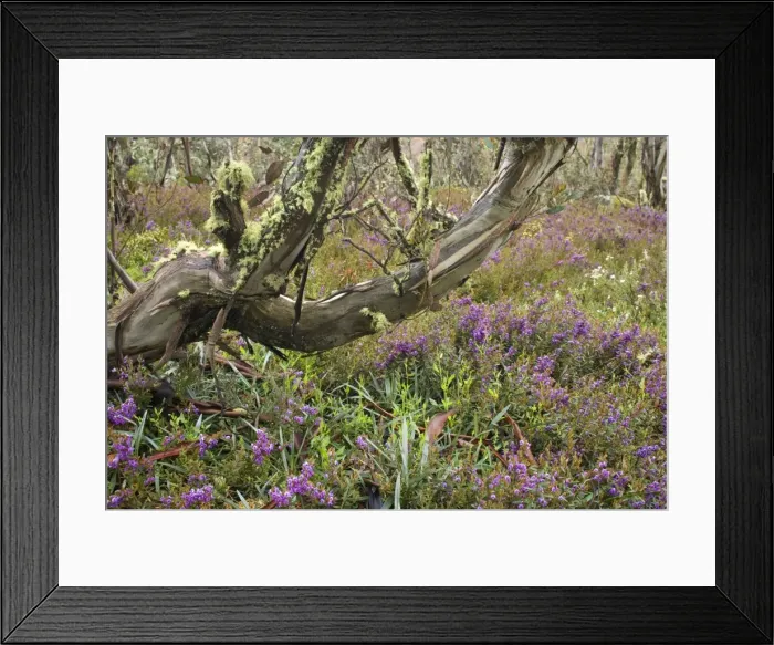 Framed Print : spring wildflowers - blooming Alpine Hovea in a forest of Snow Gums - Bogong Highplains, Alpine National Park, Victoria Australia