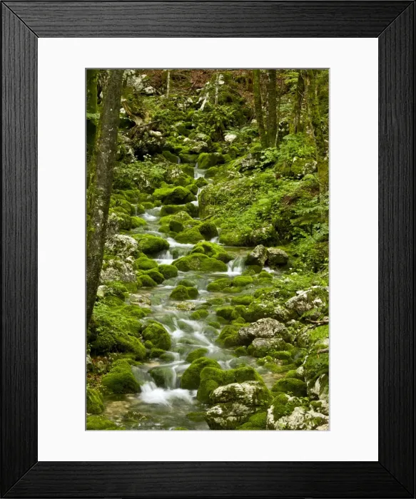 Framed Print : Spring - and source of stream with mossy boulders in old beech / sycamore woodland on limestone, Triglav National Park, Slovenia Framed Print : Spring - and source of stream with mossy boulders in old beech / sycamore woodland on limestone, Triglav National Park, Slovenia