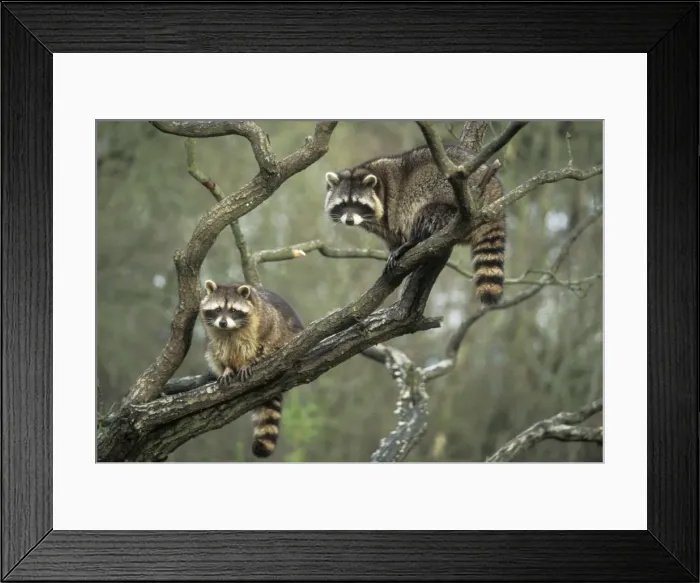 Framed Print : Racoons SM 1067 x 2 in tree Procyon iotor © Stefen Meyers / ardea. com Framed Print : Racoons SM 1067 x 2 in tree Procyon iotor © Stefen Meyers / ardea. com