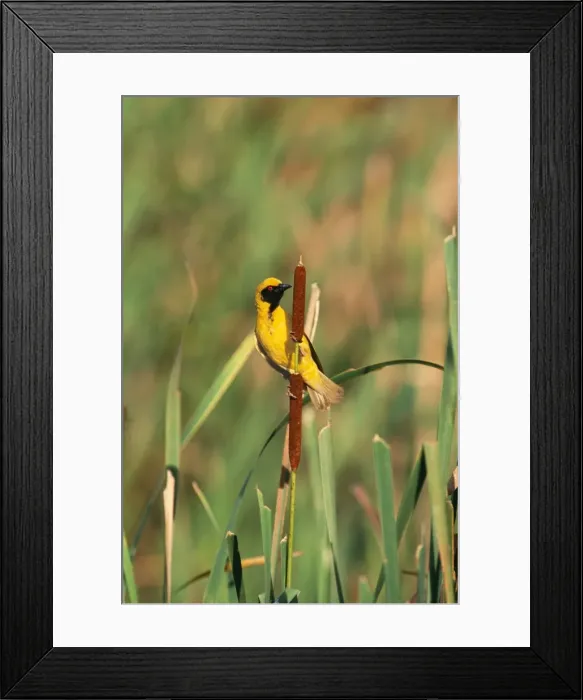 Framed Print : Spotted-backed / Black-headed / Village Weaver Bird VAN 218 Male in breeding plumage. Kwazulu Natal Midlands, South Africa. Ploceus cucullatus © Ingrid van den Berg / ardea. com Framed Print : Spotted-backed / Black-headed / Village Weaver Bird VAN 218 Male in breeding plumage. Kwazulu Natal Midlands, South Africa. Ploceus cucullatus © Ingrid van den Berg / ardea. com