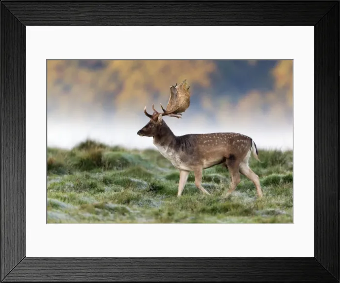 Framed Print : Fallow Deer - buck walking across frosty covered meadow during the rut - Seeland - Denmark Framed Print : Fallow Deer - buck walking across frosty covered meadow during the rut - Seeland - Denmark