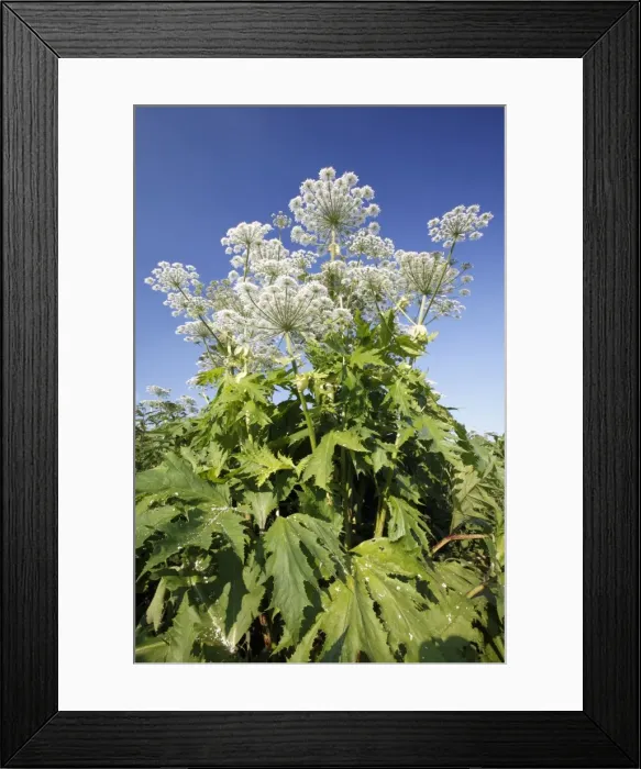 Framed Print : Giant Hogweed - in flower - Lower Saxony - Germany Framed Print : Giant Hogweed - in flower - Lower Saxony - Germany