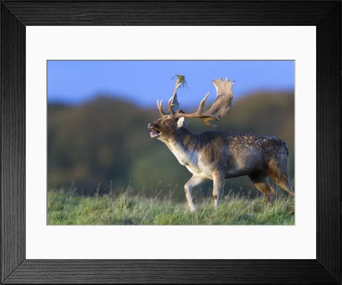 Framed Print : Fallow Deer - buck roaring during the rut - Seeland - Denmark Framed Print : Fallow Deer - buck roaring during the rut - Seeland - Denmark