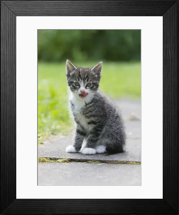 Framed Print : Cat - kitten licking its lips clean after drinking milk - Lower Saxony - Germany Framed Print : Cat - kitten licking its lips clean after drinking milk - Lower Saxony - Germany