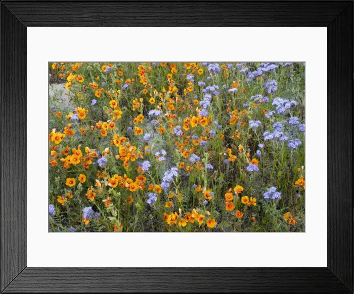 Framed Print : Spectacular masses of wildflowers, especially San Joaquin blazing star Mentzelia pectinata in The Temblor Range, Carrizo Plain, California Framed Print : Spectacular masses of wildflowers, especially San Joaquin blazing star Mentzelia pectinata in The Temblor Range, Carrizo Plain, California