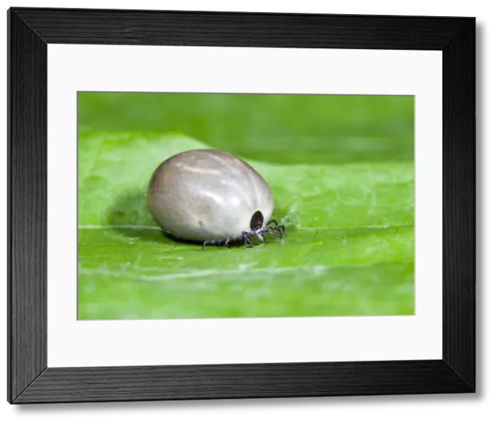 Framed Print : Tick - engorged with blood - Lower Saxony - Germany Framed Print : Tick - engorged with blood - Lower Saxony - Germany