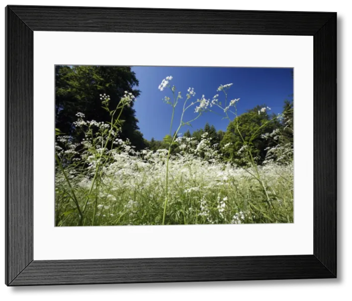 Framed Print : Cow Parsley - flowering on forest glade, Lower Saxony, Germany Framed Print : Cow Parsley - flowering on forest glade, Lower Saxony, Germany