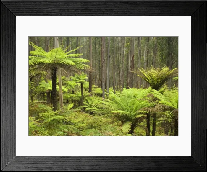 Framed Print : Wet Sclerophyll Forest - magnificent forest consisting of mainly Mountain Ash trees and impressive tree ferns as understory - Yarra Ranges National Park, Victoria, Australia