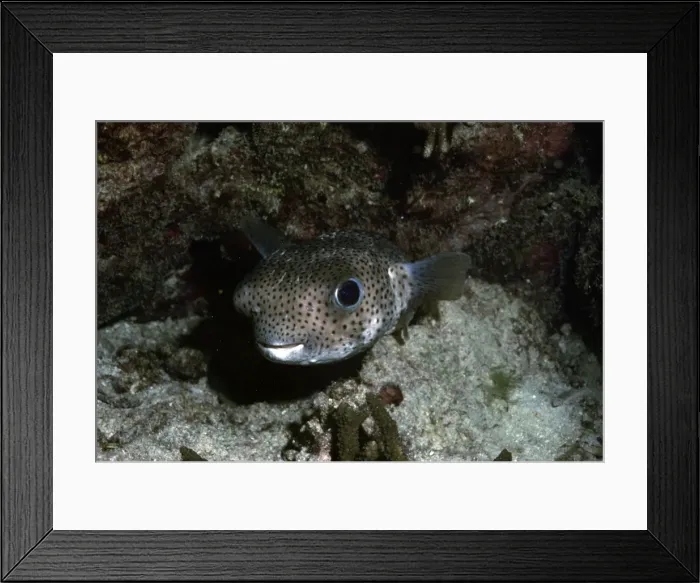 Framed Print : Porcupine Fish Framed Print : Porcupine Fish