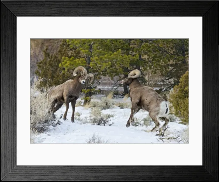 Framed Print : Rocky Mountain Bighorn Sheep - rams fighting / head butting during fall rut - in Autumn snow - Rocky Mountains - Wyoming - USA _E7C2770 Framed Print : Rocky Mountain Bighorn Sheep - rams fighting / head butting during fall rut - in Autumn snow - Rocky Mountains - Wyoming - USA _E7C2770