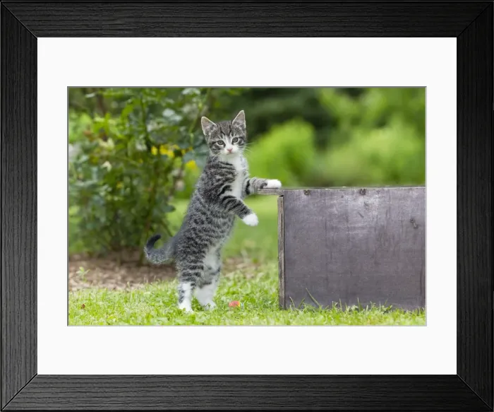 Framed Print : Cat - kitten playing in garden - Lower Saxony - Germany Framed Print : Cat - kitten playing in garden - Lower Saxony - Germany