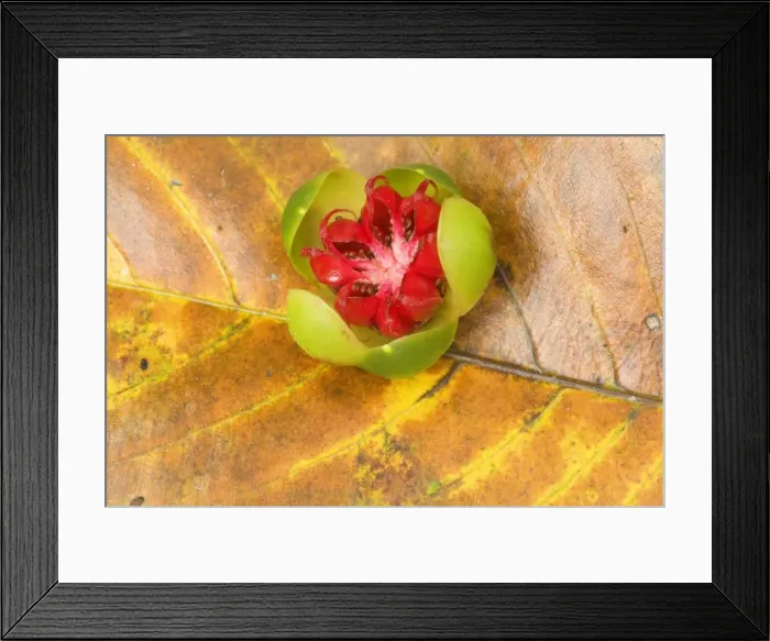 Framed Print : Red Beech fruit - fallen fruit of the Red Beech, a tropical rainforest species - Daintree National Park, Wet Tropics World Heritage Area, Queensland, Australia
