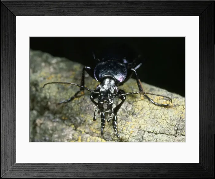 Framed Print : Ground Beetle - face view - UK Framed Print : Ground Beetle - face view - UK