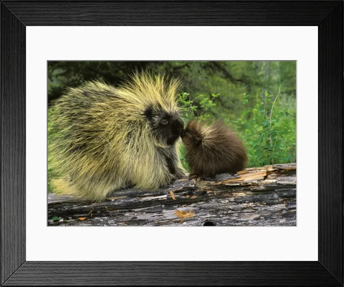 Framed Print : Porcupines TOM 594 Mother with young - Montana, USA Erethizon dorsatum © Tom & Pat Leeson / ardea. com Framed Print : Porcupines TOM 594 Mother with young - Montana, USA Erethizon dorsatum © Tom & Pat Leeson / ardea. com