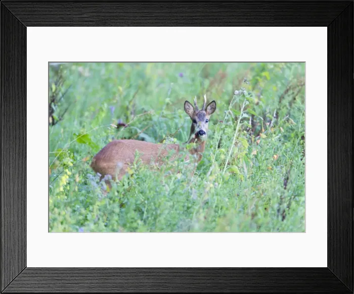 Framed Print : Roe Deer Buck - amongst high vegetation on planted up fallow land - Lower Saxony - Germany Framed Print : Roe Deer Buck - amongst high vegetation on planted up fallow land - Lower Saxony - Germany