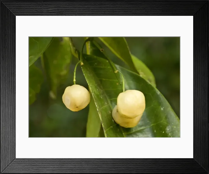 Framed Print : Lemon Aspen - ripe and heavily lemon-scented fruits hanging from the tree in tropical rainforest. This fruit is a prime foodsource for the threatened Southern Cassowary - Atherton Tablelands, Queensland, Australia Framed Print : Lemon Aspen - ripe and heavily lemon-scented fruits hanging from the tree in tropical rainforest. This fruit is a prime foodsource for the threatened Southern Cassowary - Atherton Tablelands, Queensland, Australia