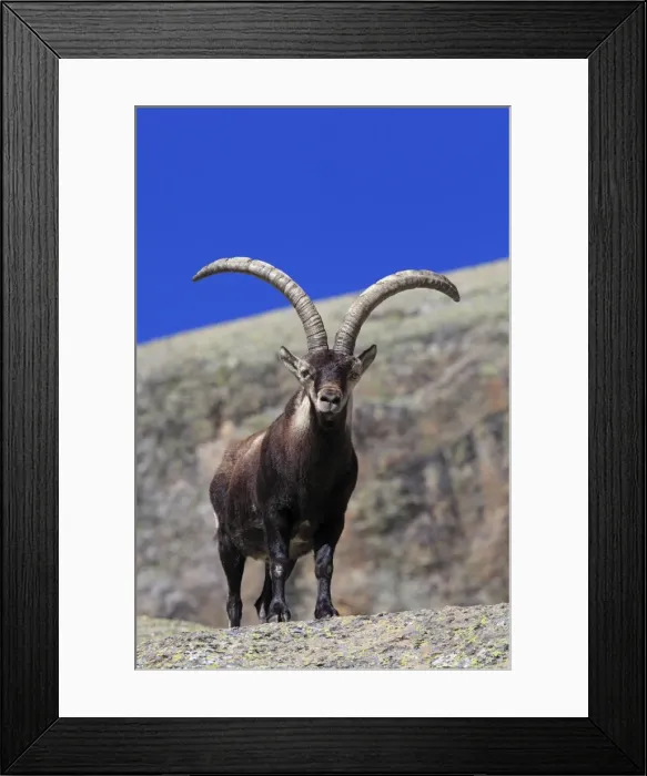 Framed Print : Spanish Ibex - Sierra de Gredos - Spain Framed Print : Spanish Ibex - Sierra de Gredos - Spain