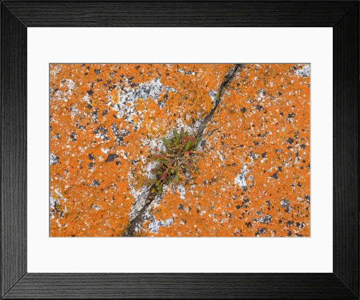 Framed Print : Lichen on rock - a hardy salt plant grows in a crack of a rock, which is covered with brightly orange coloured lichen. At Tasmania's eastern coast near St. Helens - Bay of Fires, Tasmania, Australia Framed Print : Lichen on rock - a hardy salt plant grows in a crack of a rock, which is covered with brightly orange coloured lichen. At Tasmania's eastern coast near St. Helens - Bay of Fires, Tasmania, Australia