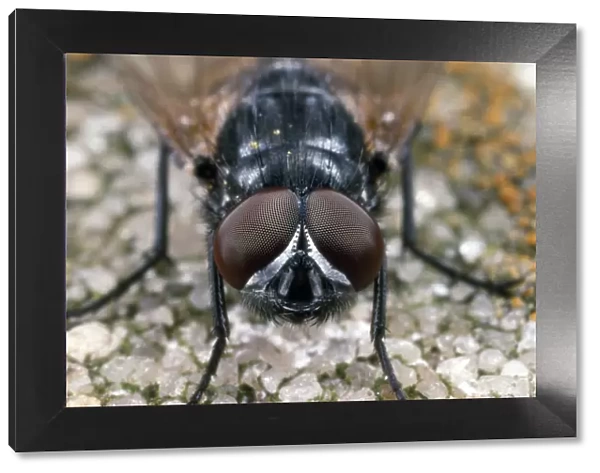 House Fly - showing compound eyes