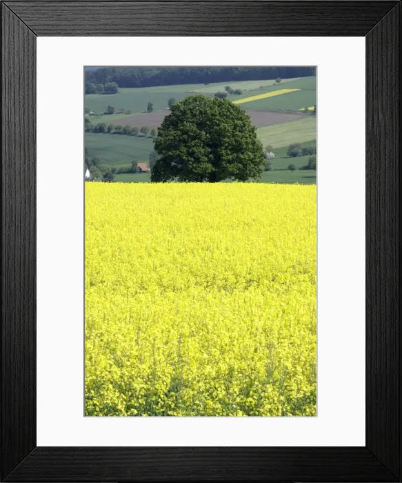 Framed Print : Oak Tree - and OIl-Rape Seed crop in hill farmland, Lower Saxony, Germany Framed Print : Oak Tree - and OIl-Rape Seed crop in hill farmland, Lower Saxony, Germany