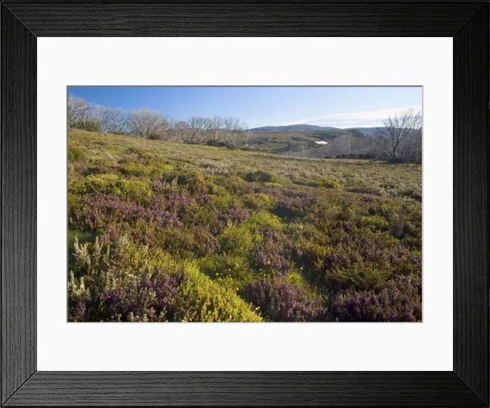 Framed Print : Spring wildflowers - colourful blooming heathland in early spring - Bogong Highplains, Alpine National Park, Victoria, Australia Framed Print : Spring wildflowers - colourful blooming heathland in early spring - Bogong Highplains, Alpine National Park, Victoria, Australia