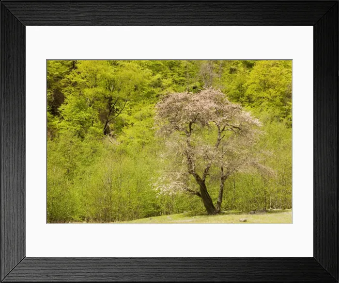 Framed Print : Oriental / Wild Apple - probable ancestor of modern apples - wild in the Great Caucasus, Georgia Framed Print : Oriental / Wild Apple - probable ancestor of modern apples - wild in the Great Caucasus, Georgia