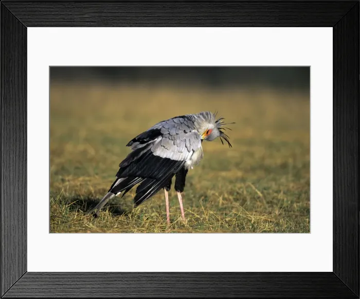 Framed Print : Secretary Bird - preening itself - KwaZulu Natal - South Africa Framed Print : Secretary Bird - preening itself - KwaZulu Natal - South Africa