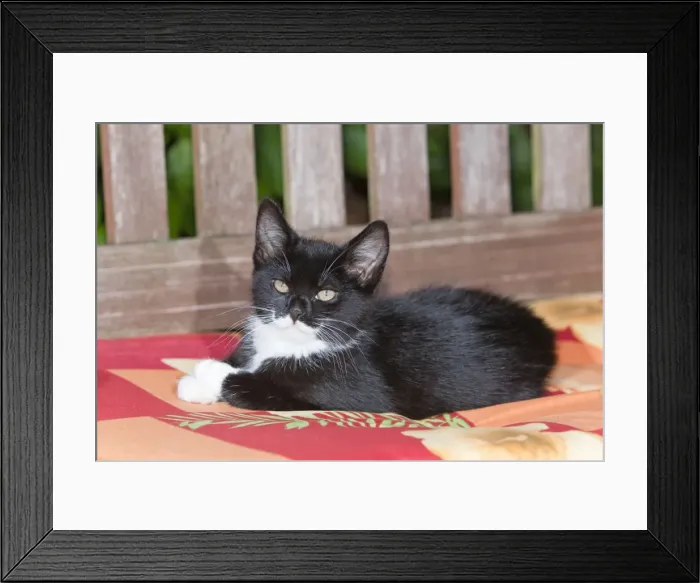 Framed Print : Cat - kitten resting on garden bench - Lower Saxony - Germany Framed Print : Cat - kitten resting on garden bench - Lower Saxony - Germany