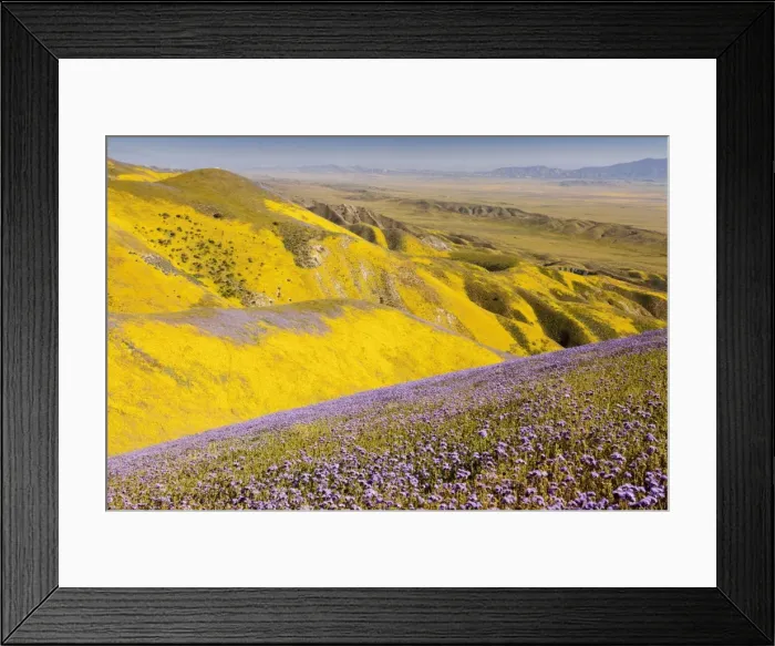 Framed Print : Spectacular masses of spring wildflowers, mainly Hillside Daisy and Phacelia, covering the slopes of The Temblor Range, Carrizo Plain, California Framed Print : Spectacular masses of spring wildflowers, mainly Hillside Daisy and Phacelia, covering the slopes of The Temblor Range, Carrizo Plain, California