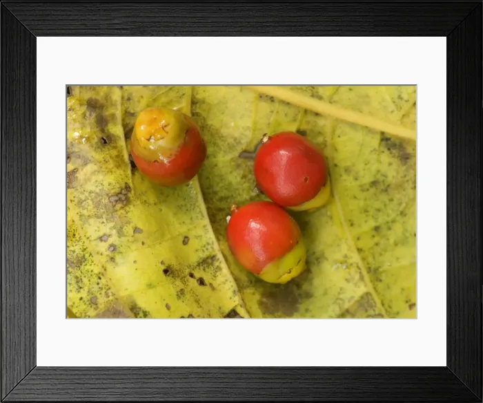 Framed Print : Solitaire Palm fruits - ripe bright red fruits of the solitaire palm lay on the ground. They are prime food for the Southern Cassowary - Tam O'Shanter National Forest, Wet Tropics World Heritage Area, Queensland, Australia Framed Print : Solitaire Palm fruits - ripe bright red fruits of the solitaire palm lay on the ground. They are prime food for the Southern Cassowary - Tam O'Shanter National Forest, Wet Tropics World Heritage Area, Queensland, Australia
