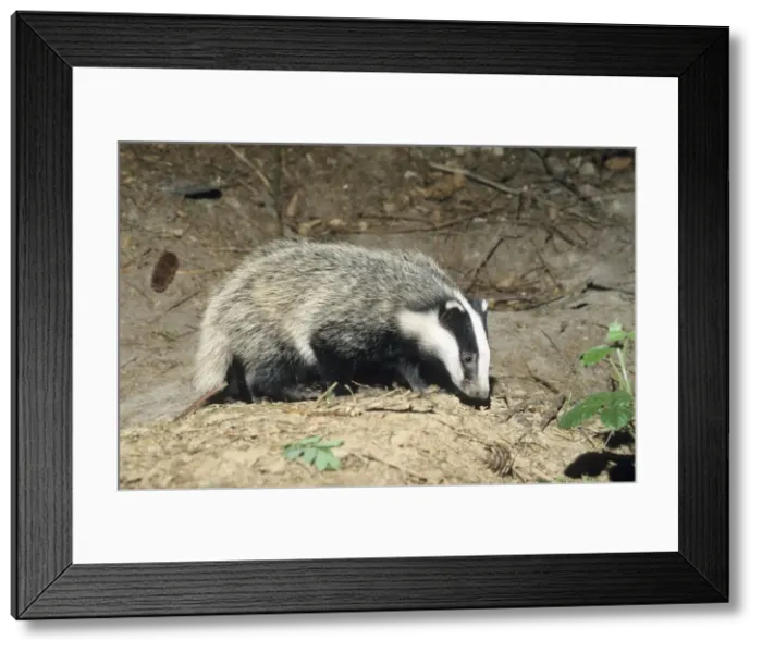 Framed Print : Badger - cub at entrance of sett - Lower Saxony - Germany Framed Print : Badger - cub at entrance of sett - Lower Saxony - Germany