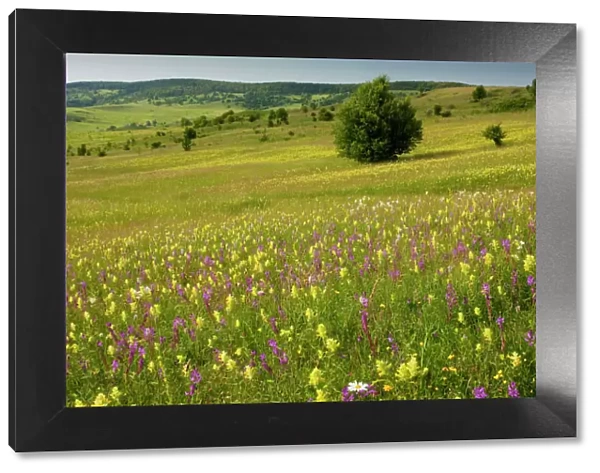 Intensely flowery extensive grasslands around the Saxon village of Viscri, Transylvanian Romania