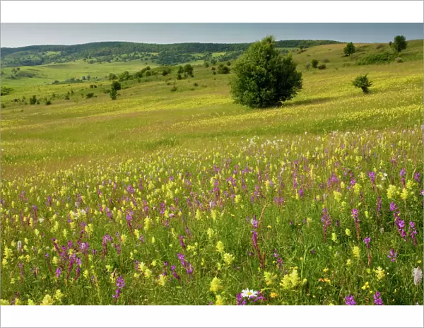 Intensely flowery extensive grasslands around the Saxon village of Viscri, Transylvanian Romania