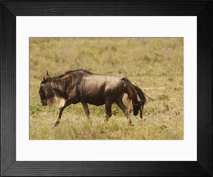 Framed Print : Eastern White-bearded Wildebeest calving - Ngororongoro Crater Reserve - Serengeti - Tanzania Framed Print : Eastern White-bearded Wildebeest calving - Ngororongoro Crater Reserve - Serengeti - Tanzania