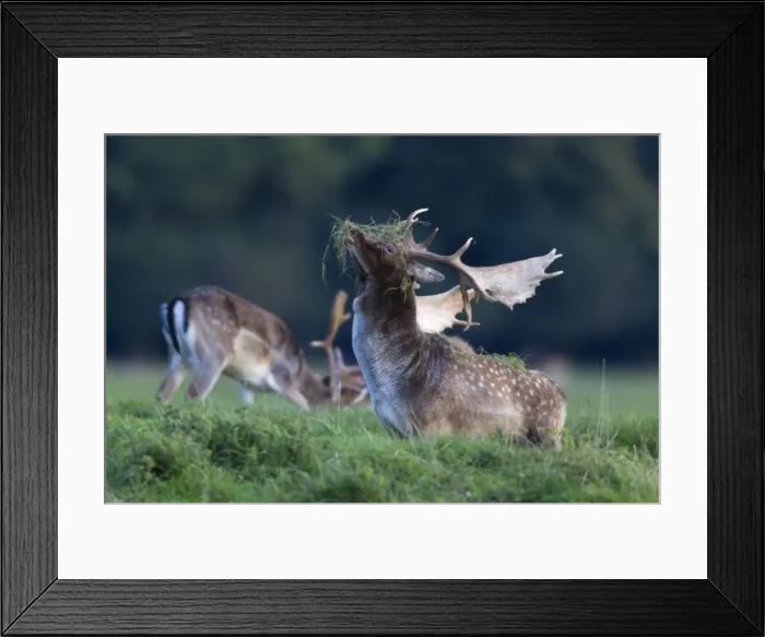 Framed Print : Fallow Deer - buck with grass on antlers during the rut - Seeland - Denmark Framed Print : Fallow Deer - buck with grass on antlers during the rut - Seeland - Denmark