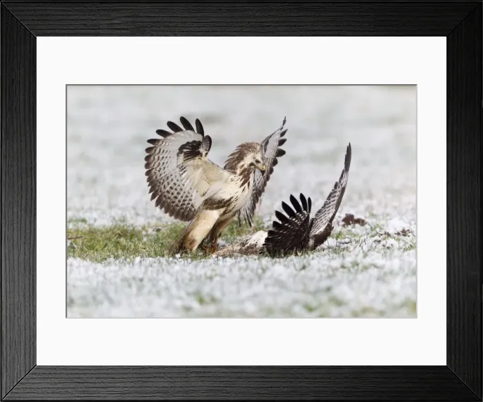Framed Print : Common Buzzard - two fighting over food in winter - Lower Saxony - Germany Framed Print : Common Buzzard - two fighting over food in winter - Lower Saxony - Germany
