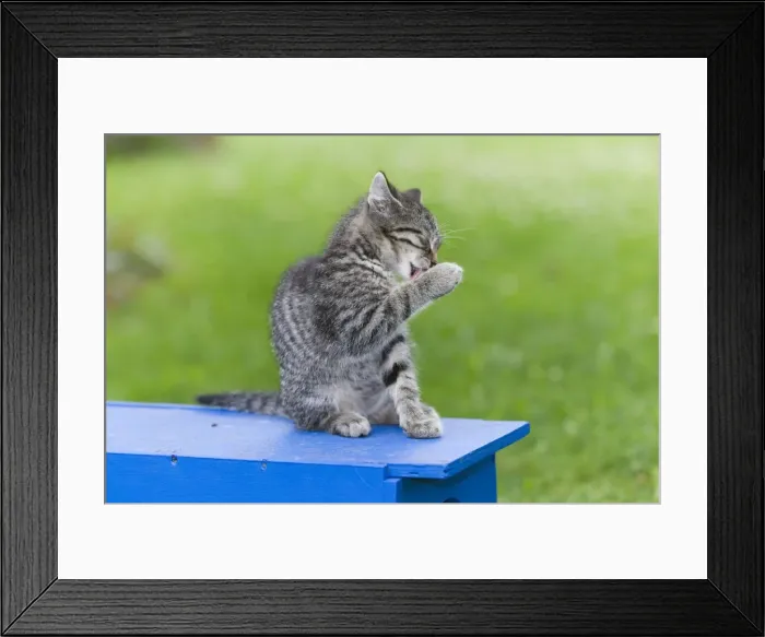 Framed Print : Cat - kitten cleaning itself - in garden - Lower Saxony - Germany Framed Print : Cat - kitten cleaning itself - in garden - Lower Saxony - Germany