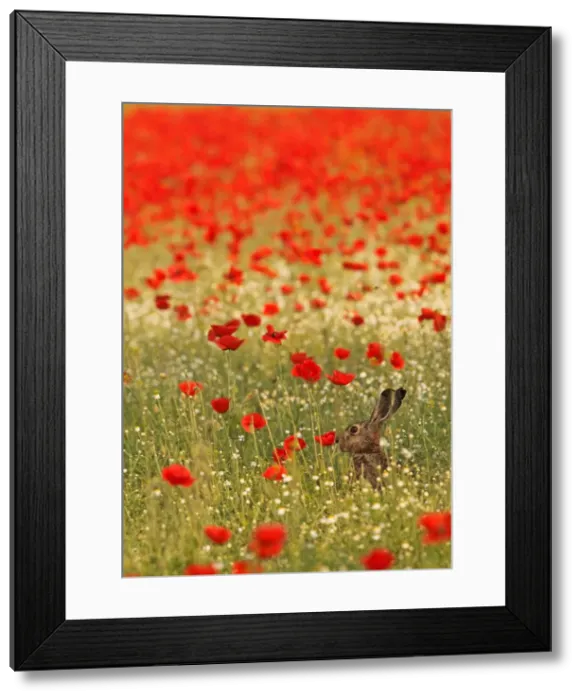 Framed Print : European / Brown Hare - in poppy field Framed Print : European / Brown Hare - in poppy field