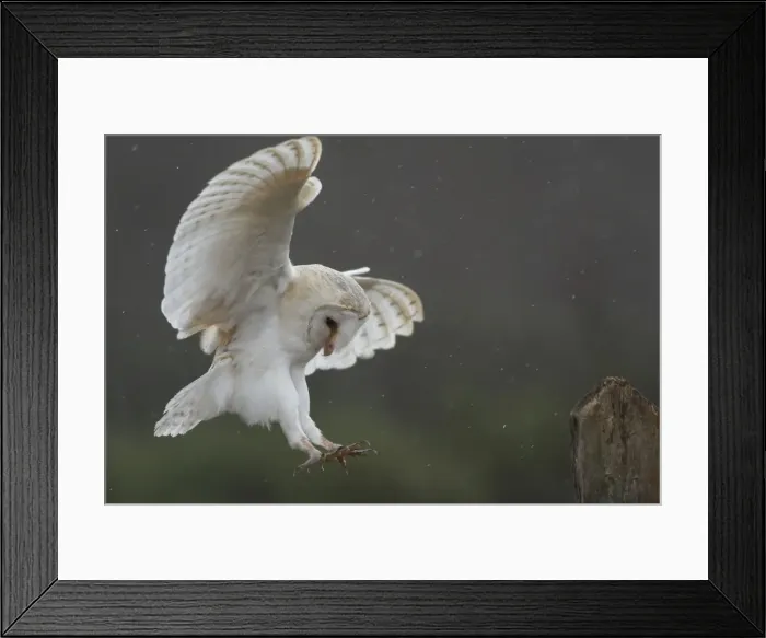 Framed Print : Barn Owl - in flight about to land on post Framed Print : Barn Owl - in flight about to land on post