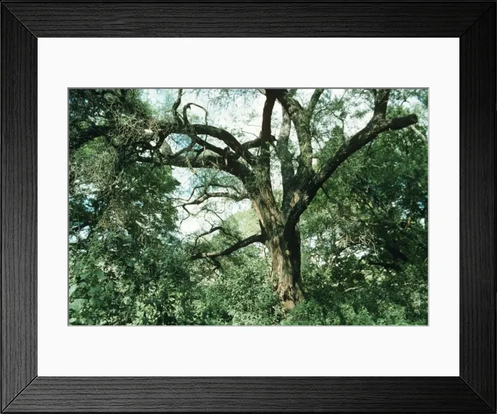 Framed Print : Acacia tortilis - Ethiopia Framed Print : Acacia tortilis - Ethiopia